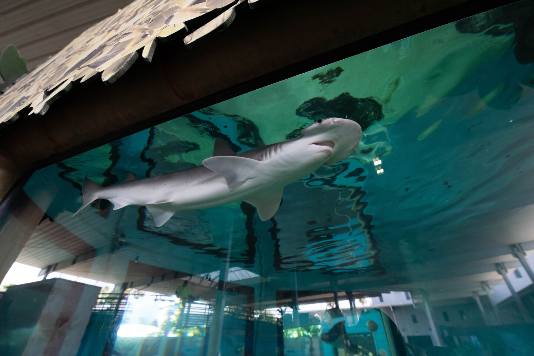 Shark at Mote